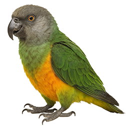 Senegal Parrot